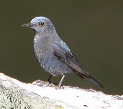 Blue Rock Thrush  - Monticola solitarius © John Muddeman